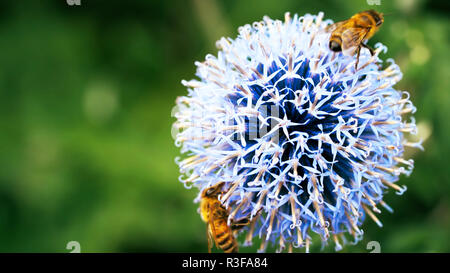 Biene auf Löwenzahn - Biene auf einer Blume - Blumen, Blüten, Blumen, schöne, Stockfoto