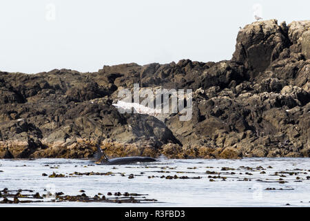 Single Orca Jagd unter den Felsen mit dem Rest der Pod, Tofino, Vancouver Island, Pacific Rim National Park Reserve, British Columbia, Kanada Stockfoto