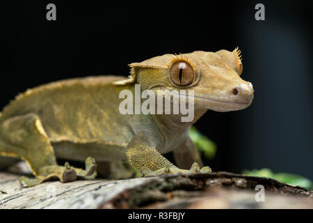 Diese Crested Gecko, beheimatet in Neukaledonien, hat nur drei Populationen in freier Wildbahn links und ist eine gefährdete Spezies. Stockfoto