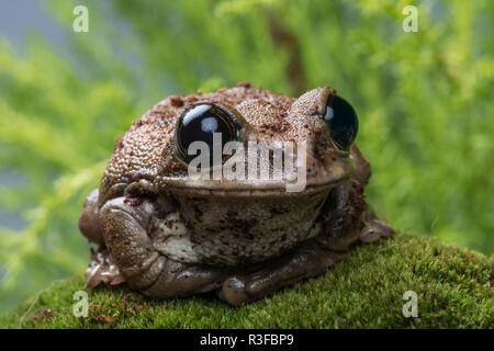 Der Pfau Laubfrosch ist in den Regenwäldern von Tansania. Stockfoto