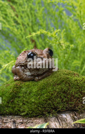 Der Pfau Laubfrosch ist in den Regenwäldern von Tansania. Stockfoto