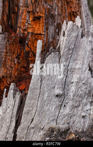 Rinde details Stockfoto