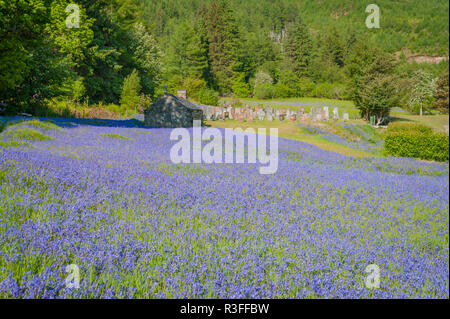 Traditionelle Kirchhof in Glencoe, Schottland am ruhigen Frühling Morgen mit lebendigen Bereich der bluebells wachsen in der Sonne Stockfoto