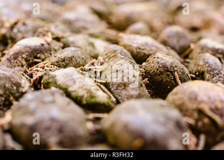 Makro von nassen Steine am Boden Stockfoto