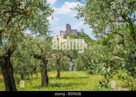 Malerische Aussicht in Assisi mit der Rocca Maggiore und Olivenbäumen. Umbrien, Italien. Stockfoto