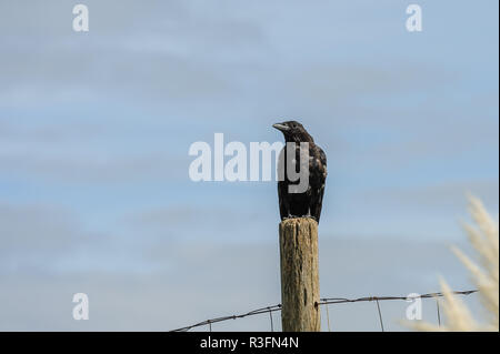 Krähe wartet auf eine hölzerne Stange von einem Zaun. Stockfoto