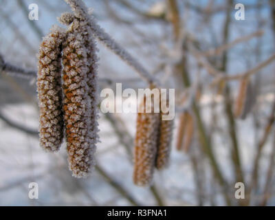 Schöne dekorative Nahaufnahme Detail gefrorene Tannenzapfen mit Eiskristallen hängend an einem Zweig im Schnee Landschaft Stockfoto