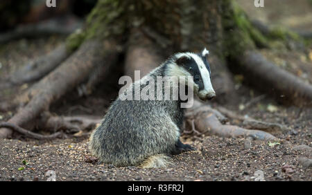 Cub Dachs (Meles meles) saß im natürlichen Lebensraum Wald am Fuße eines großen Baumstamm. Badger cub Sucht alert und rechts zeigt. Landschaft Stockfoto