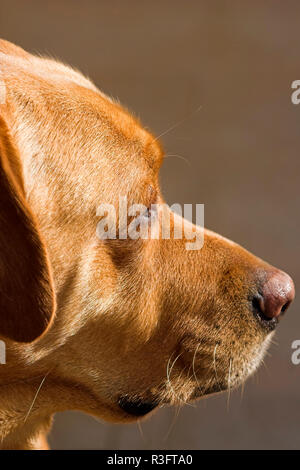 Portrait von Nino, mein treuer Hund; Labrador Retriever Stockfoto