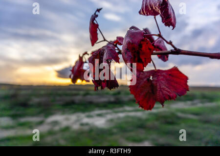 Rote Zeilen der Weinberge in der Region Ribatejo während der Herbstsaison. Almeirim, Portugal Stockfoto