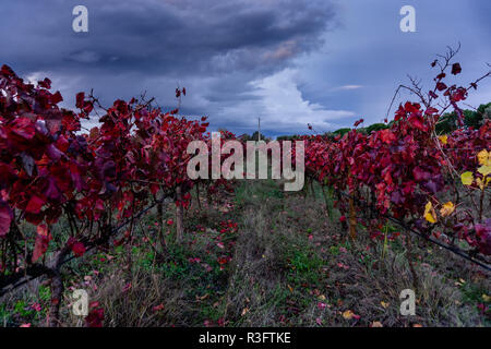 Rote Zeilen der Weinberge in der Region Ribatejo während der Herbstsaison. Almeirim, Portugal Stockfoto