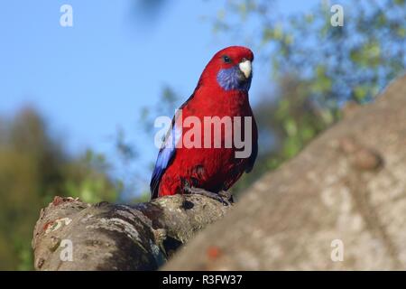 Crimson Rosella im Baum Stockfoto