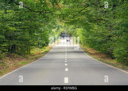 Auto bewegen auf lokale Straße mit unterbrochener Linie in schönen grünen Wald mit Ästen, die sich über die Straße, fahrerlose Technik Konzept Stockfoto