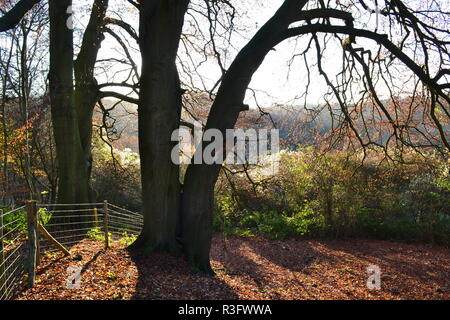 Herbst Szenen aus Shoreham, Kent; Magpie unten; Darent Tal; Fackenden nach unten und Romney Straße, ein Wanderweg durch die North Downs AONB Stockfoto