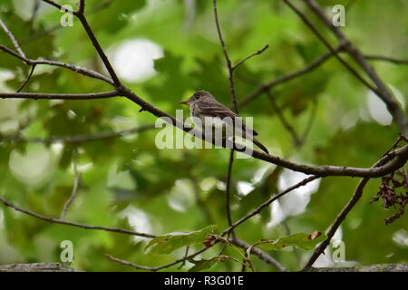 Eine große crested, die Baumkronen in der Nähe von caseville Michigan gelegen. Diese Vögel sind sehr klein. Sie fangen fliegen und manchmal Obst essen. Stockfoto