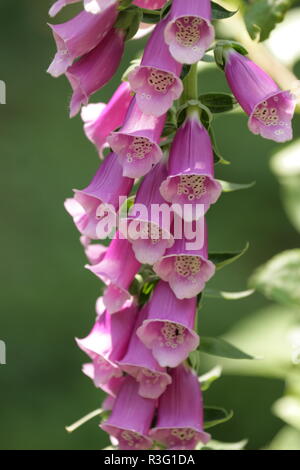 roter Fingerhut Stockfoto