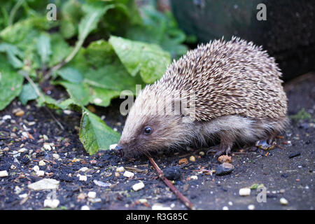 Erinaceus europaeus. Igel auf Nahrungssuche im Garten. Stockfoto