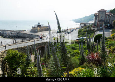 Die Cascade Gardens in Ventnor auf der Insel Wight, entworfen, um 1900 von Edgar Harvey. (98) Stockfoto