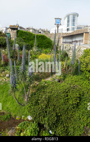 Die Cascade Gardens in Ventnor auf der Insel Wight, entworfen, um 1900 von Edgar Harvey. Der Wintergarten Gebäude könnte im Hintergrund gesehen werden. Das VEREINIGTE KÖNIGREICH (98) Stockfoto