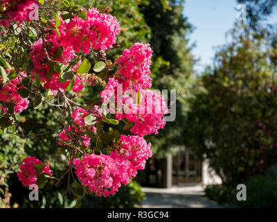 Nahaufnahme von der schönen crape Myrtle in Los Angeles Stockfoto