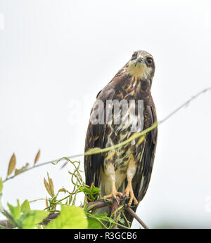 Unreife gemeinsamen Black Hawk (Buteogallus Anthracinus) in Panama, Raubvogel in seiner Heimat auf üppig grüne Marschland. Stockfoto