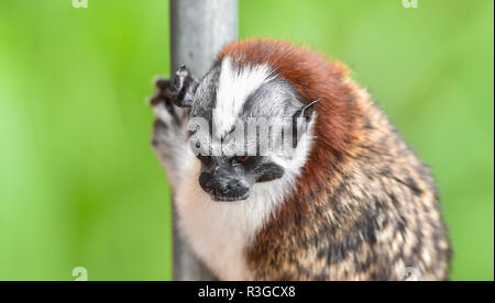 Geoffroy's Tamarin (Saguinus geoffroyi) kleiner Affe in Panama Regenwald. AKA die Panamasche, red-Crested oder rufous-naped Tamarin. Stockfoto