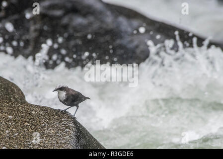 Weißen, schneebedeckten Pendelarm (Cinclus leucocephalus) Fütterung auf Insektenlarven entlang einer Höhenlage Fluss in Peru. Wasseramseln sind die einzigen aquatische Singvögel. Stockfoto