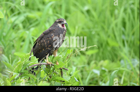 Unreife gemeinsamen Black Hawk (Buteogallus Anthracinus) in Panama, Raubvogel in seiner Heimat auf üppig grüne Marschland. Stockfoto