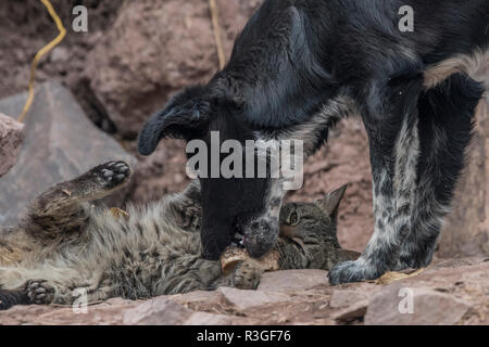 Eine Katze nuzzles bis zu einem unwahrscheinlichen Freund, einen Hund, auf den Straßen außerhalb von Cusco, Peru. Stockfoto