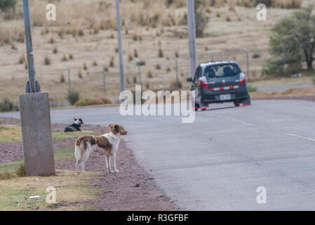 Ein Hund steht an der Straße ein Auto vorbei. Stockfoto