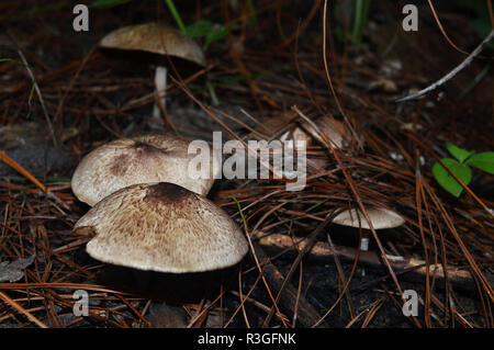 Frische Pilze wachsen auf Boden/Pilze Braun im Regenwald Stockfoto