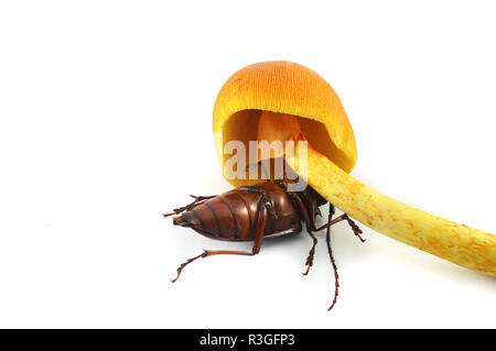 Insekten, Käfer und gelbe Pilze/braun Beetle Bug unter wilden Pilzen - Insekten essen giftigen Pilze tot auf weißem Hintergrund Stockfoto