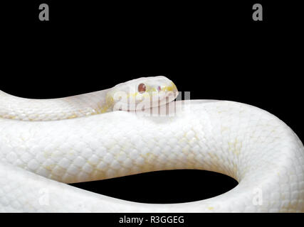 Albino Schwarze Ratte Schlange zusammengerollt isoliert auf schwarzen Hintergrund mit Freistellungspfad Stockfoto