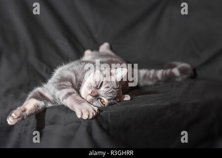 Faul gestreifte Katze Lügen und Schiele seine Augen auf schwarzem Hintergrund. Stockfoto
