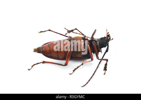 Tote Insekten isoliert/Der Beetle Bug tot auf weißem Hintergrund liegend - Hirschkäfer Familie Stockfoto