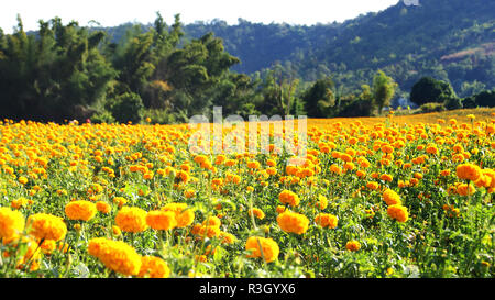 Frühling Landschaft Feld gelbe Ringelblume blühenden Garten mit Berg Hintergrund/natur feld Blume bunte auf helle Landschaft Stockfoto