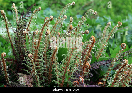 Weiche schild Farn polystichum setiferum Stockfoto