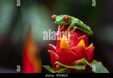 Laubfrosch in Costa Rica Stockfoto