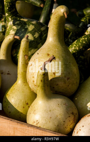 Calabash Kürbis Kürbis Kürbis cucurbita Stockfoto