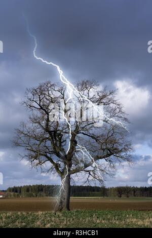 Blitzeinschlag in einem Baum Stockfoto