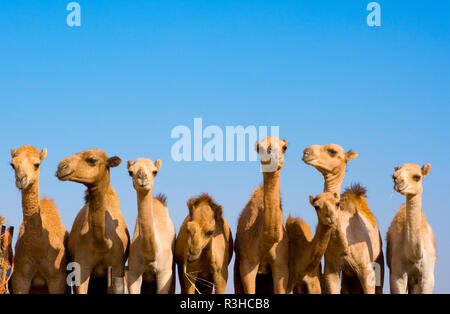 Dromedare in einer Reihe, Emirates Stockfoto