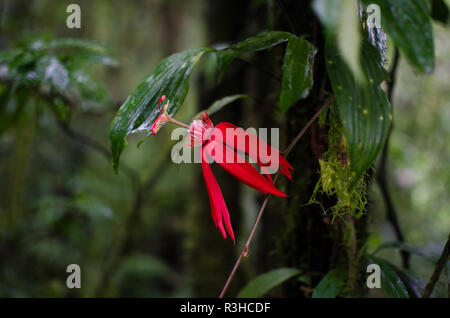 Blume von einem wilden Passiflora in der Arenal Nationalpark. Stockfoto