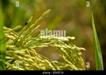 Indische Reis Pflanze oder Paddy (Oryza sativa) vor der Ernte Stockfoto