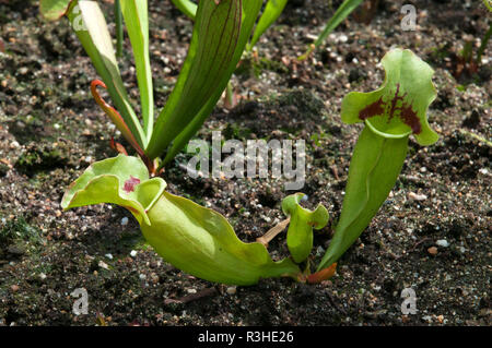 Sydney Australien, Sarracenia oder kannenpflanze Stockfoto