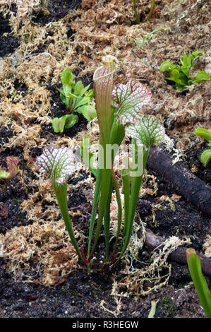 Sydney Australien, Sarracenia leucophylla oder weiß Kannenpflanze Stockfoto