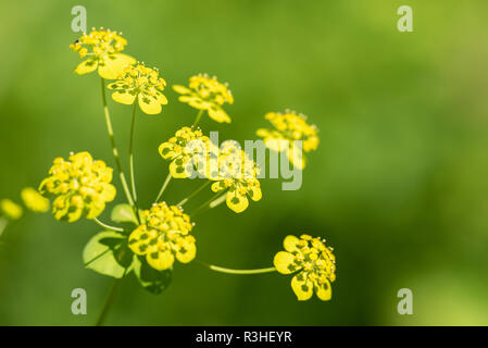 Fenchel Sonnenschirme close-up während der Blütezeit im Feld Stockfoto