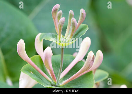 Blumen von duftenden Geißblatt - Lonicera caprifolium Close-up mit natürlichem Licht im Garten Stockfoto