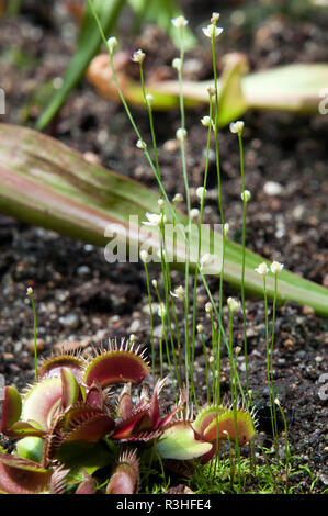 Sydney Australien, Venus Fliegenfalle und Polygonum mit empfindlichen Stämmen und weißen Blumen Stockfoto