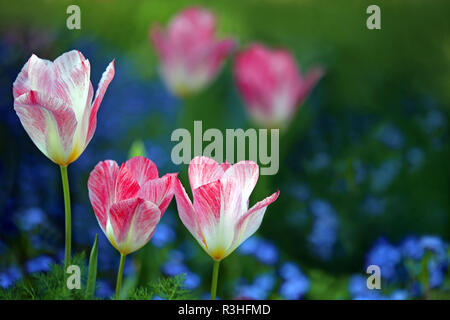 Drei prächtige Tulpen in weichen, roten und weißen Stockfoto