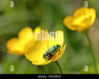 Seidige Fall Käfer (cryptocephalus sericeus) Paaren auf hahnenfuÃŸblÃ¼te Stockfoto